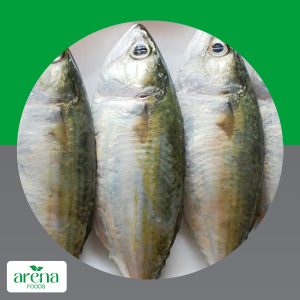 Fish Mackerel